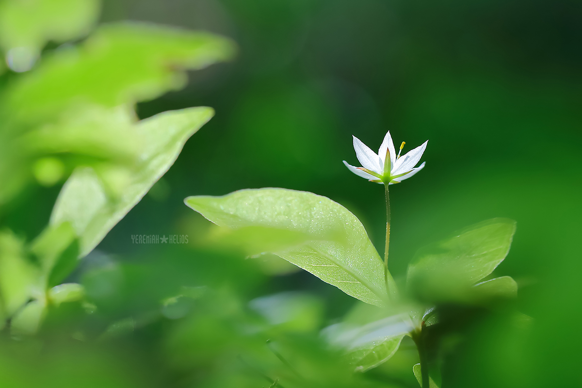 beantree250531_422kb.jpg