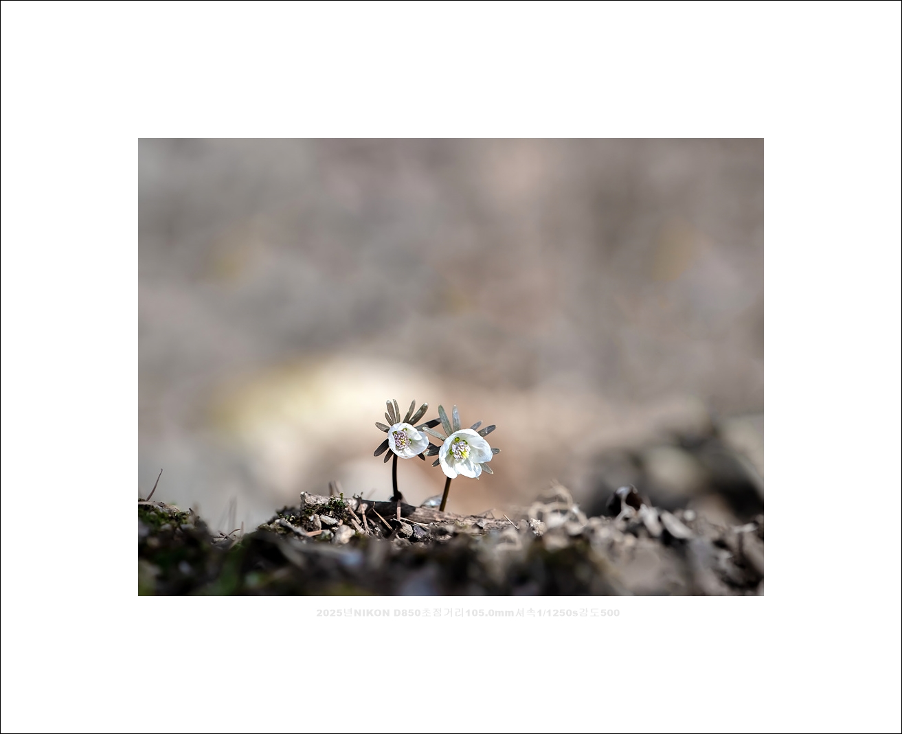 변산바람꽃 (4).jpg