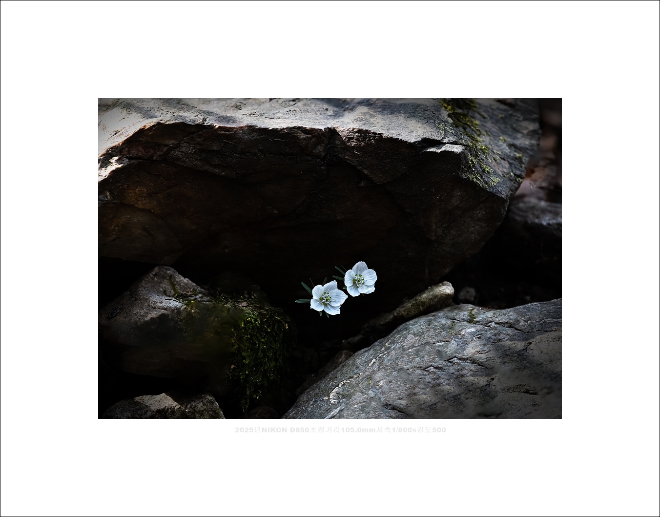 변산바람꽃 (1).jpg