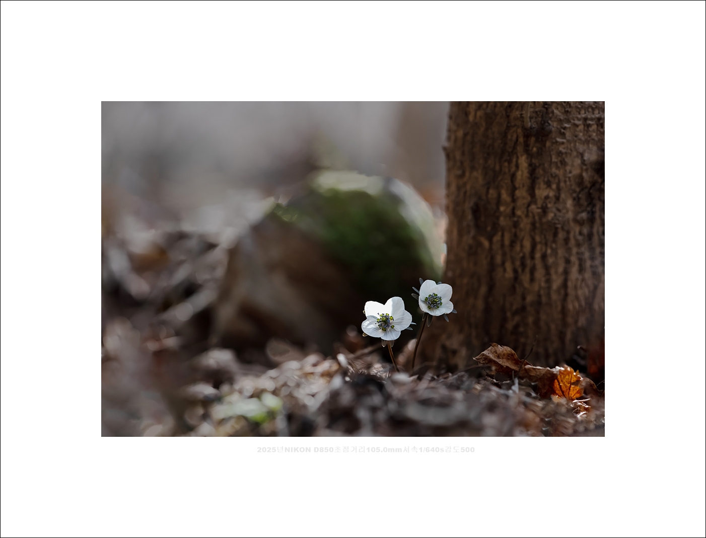 변산바람꽃 (3).jpg