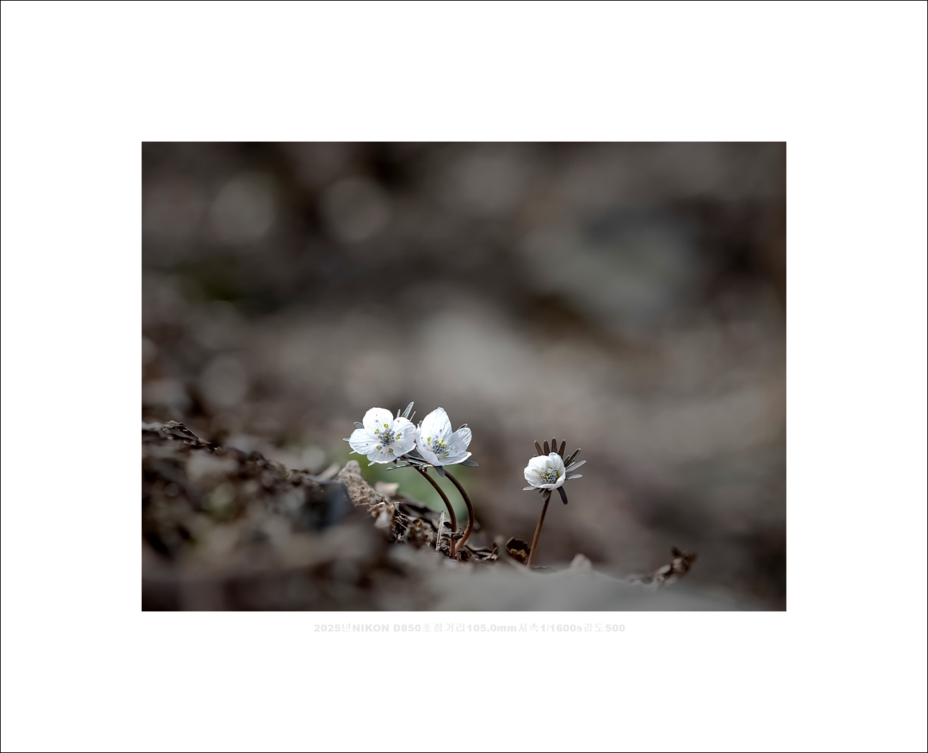 변산바람꽃 (2).jpg