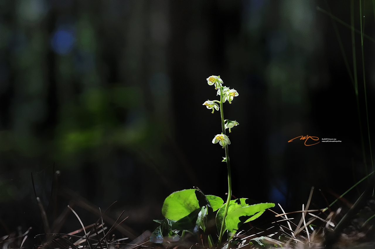 _SMJ8557_00001-3.jpg