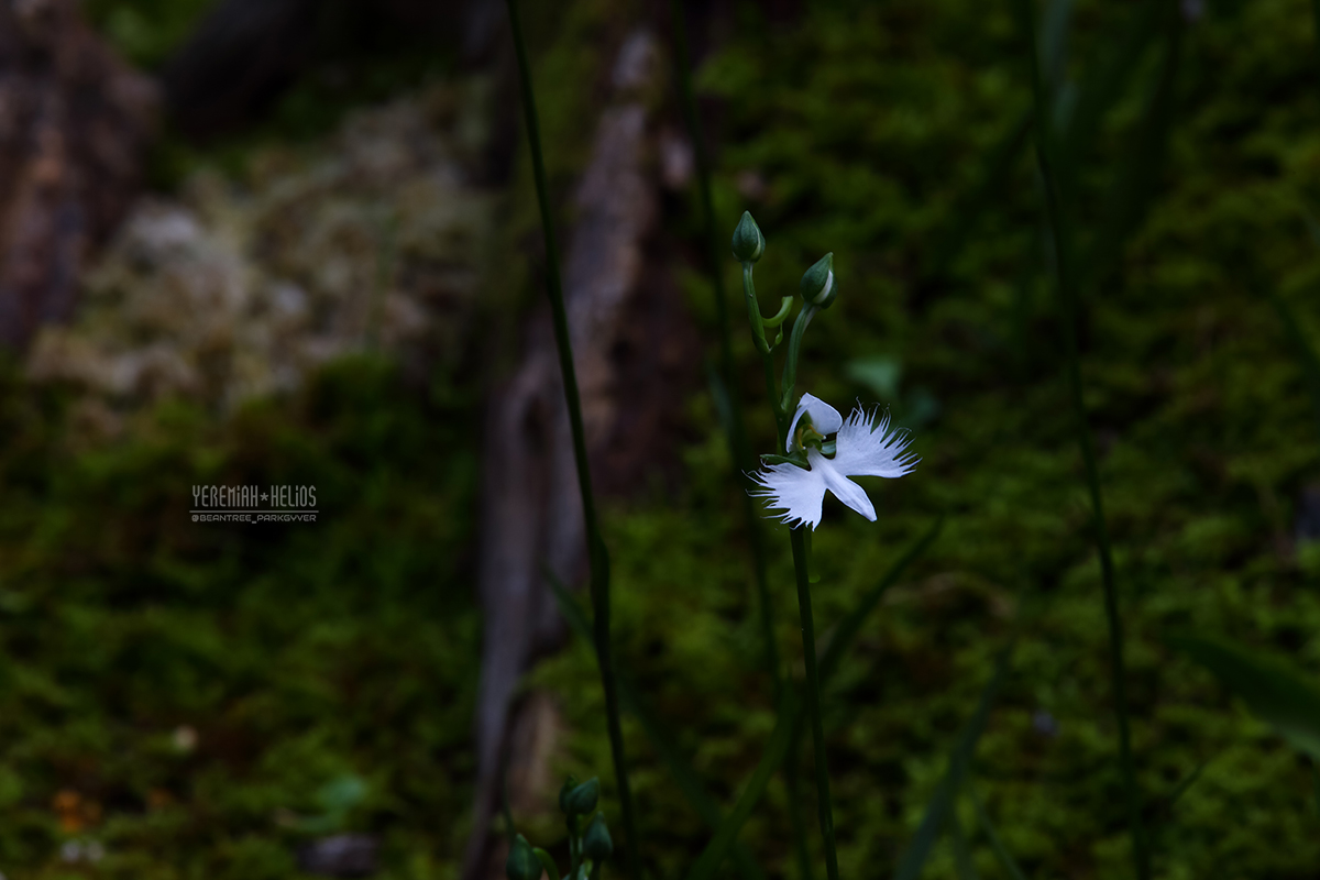 P2_beantree_1756912188.jpg