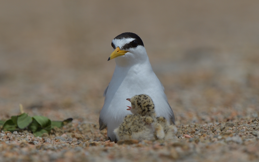 dsc_5201.jpg