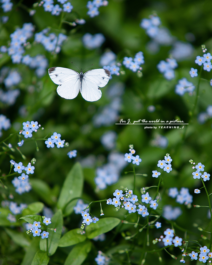 24K_0645-1ins.jpg