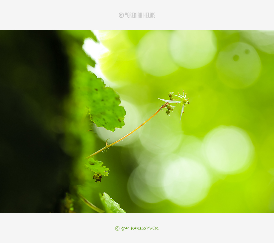 beantree240810_0135(fj).jpg