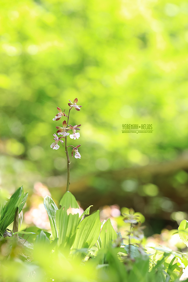 beantree250511_1279(YH)900.jpg