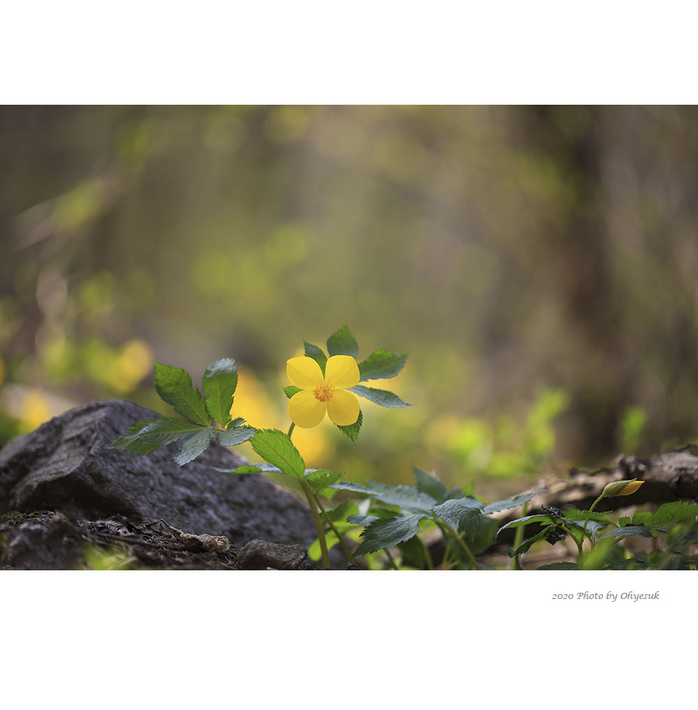 IU5A6268-1-1b.jpg