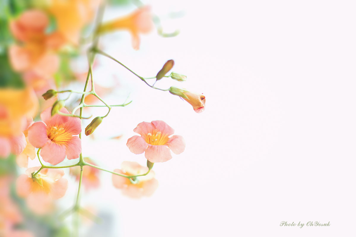 060A2251-2 복사 사본.jpg