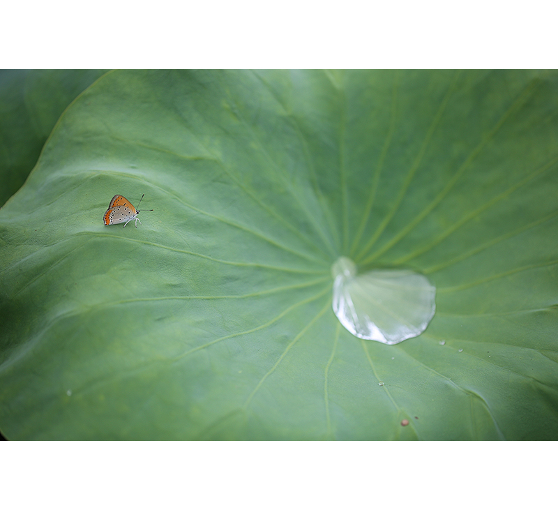 090-나비800.jpg