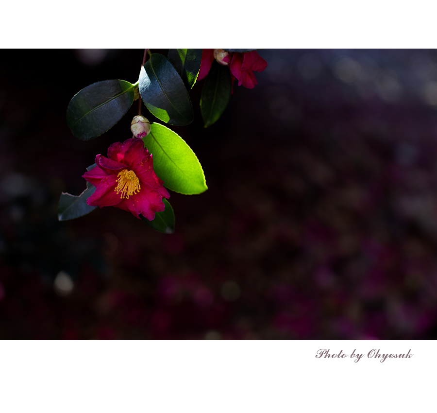 060A0445-1 복사 800.jpg