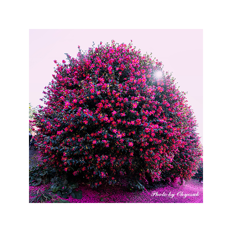 060A0071-1 복사 600.jpg