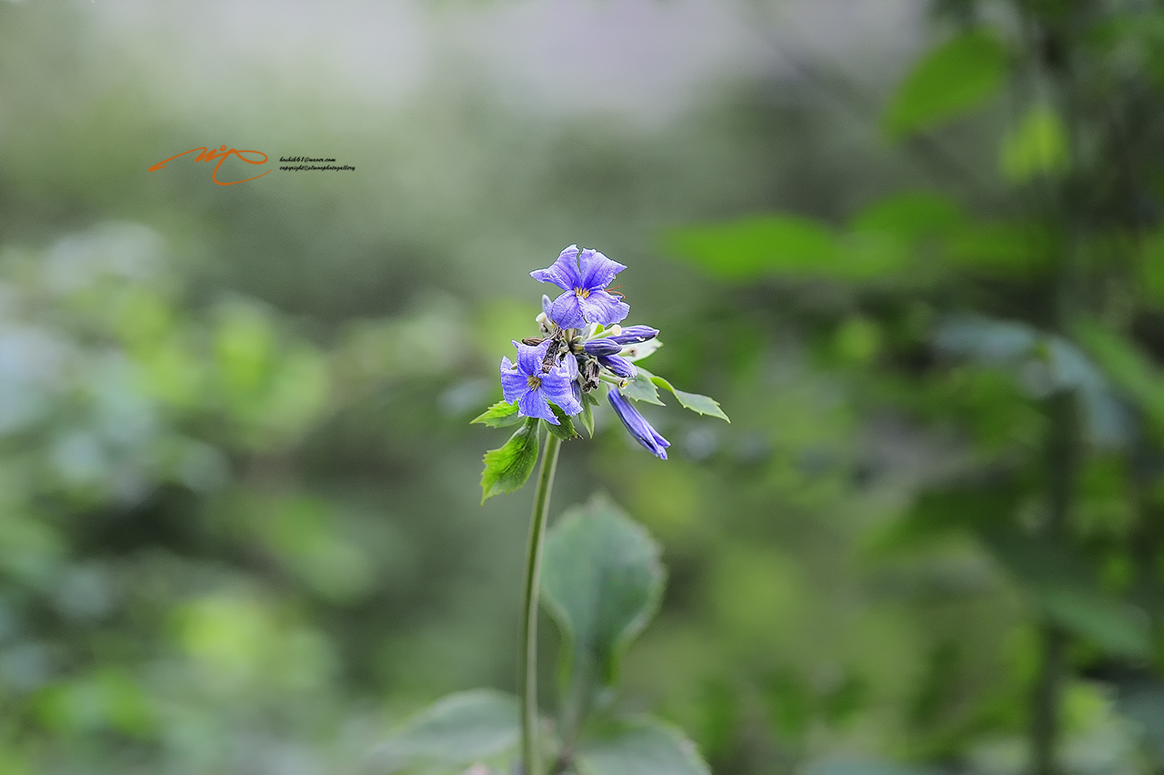_SMJ8418_00001-3.jpg