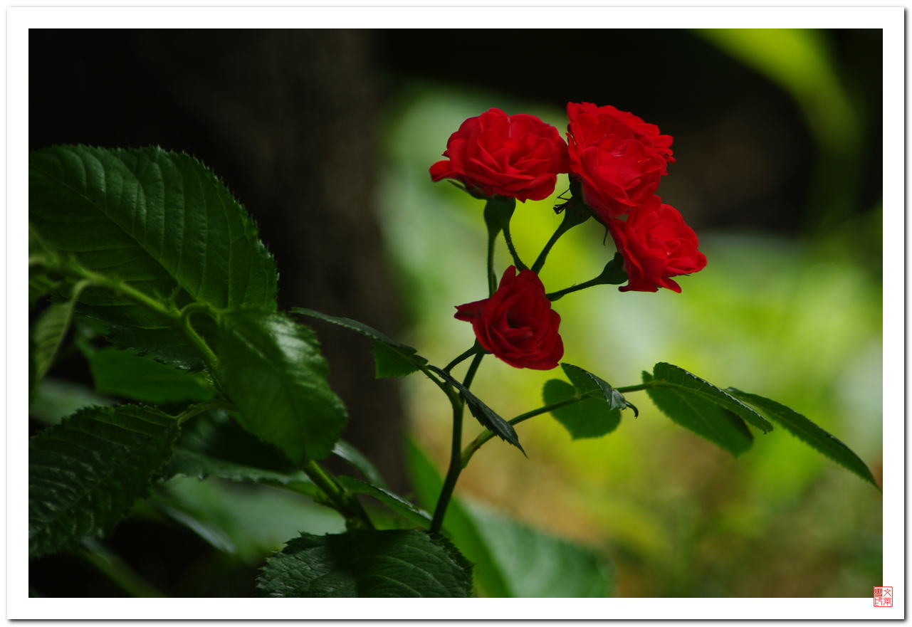 IMGP1750_cr_rs_si.jpg