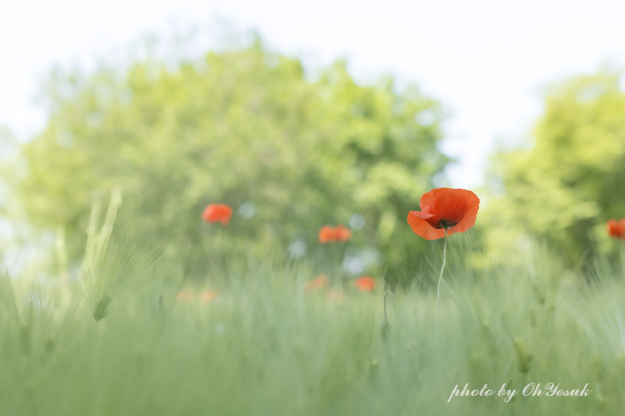 060A0433-0517 복사 사본.jpg