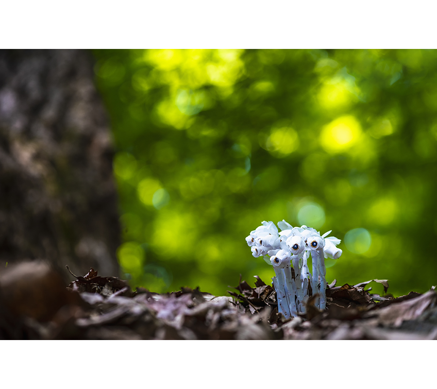 DSC_0636-2.jpg