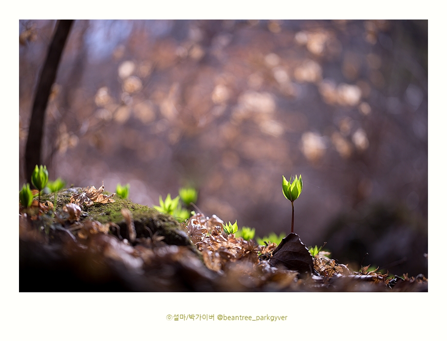 beantree_20200328_7095(fj).jpg