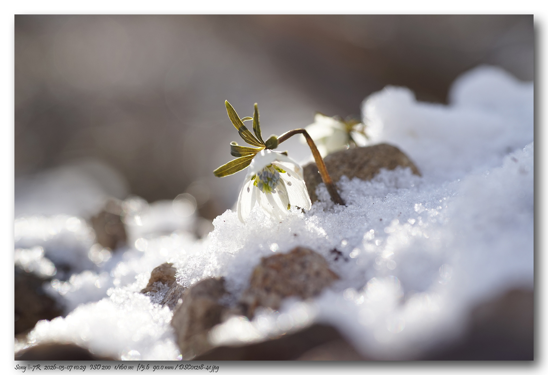 DSC01218-41 copy.jpg