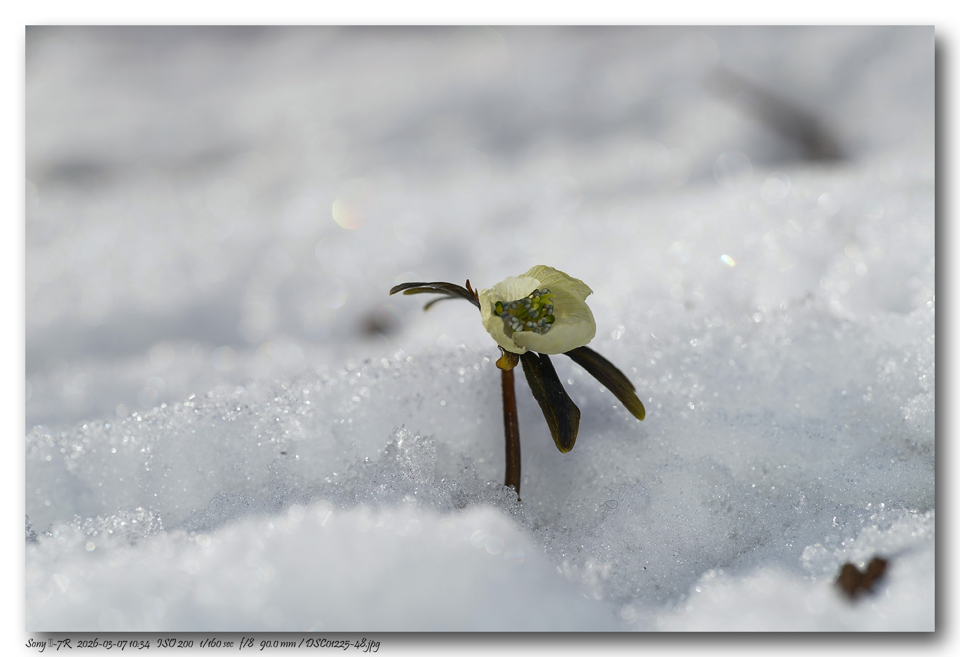 DSC01225-48 copy.jpg