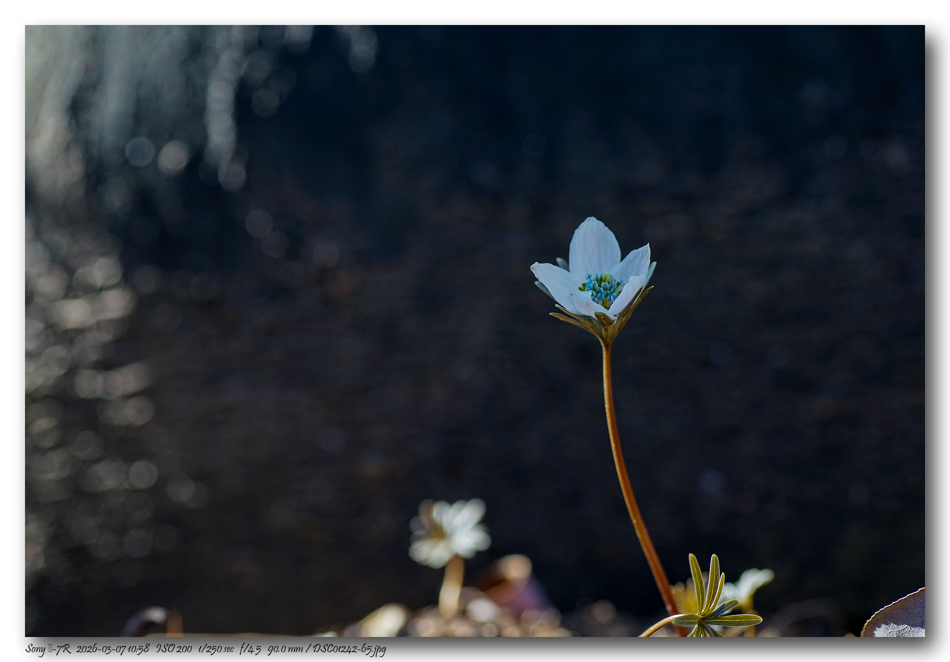DSC01242-65 copy.jpg