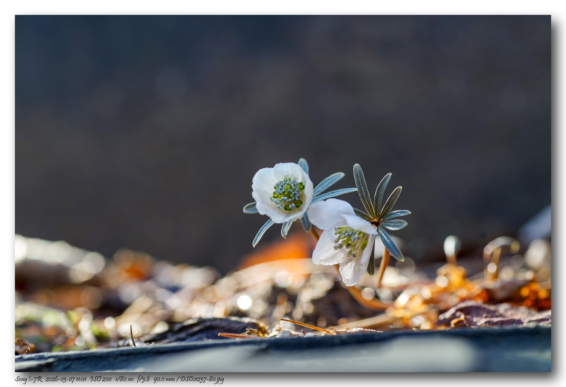 DSC01257-80 copy.jpg