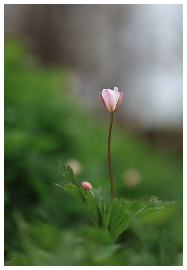 남바람꽃1.jpg