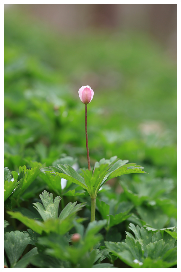 남바람꽃3.jpg