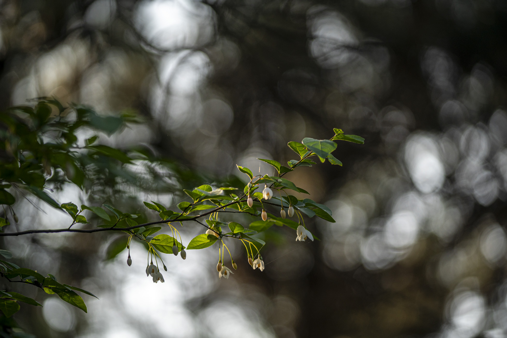 DSC00516raw.jpg