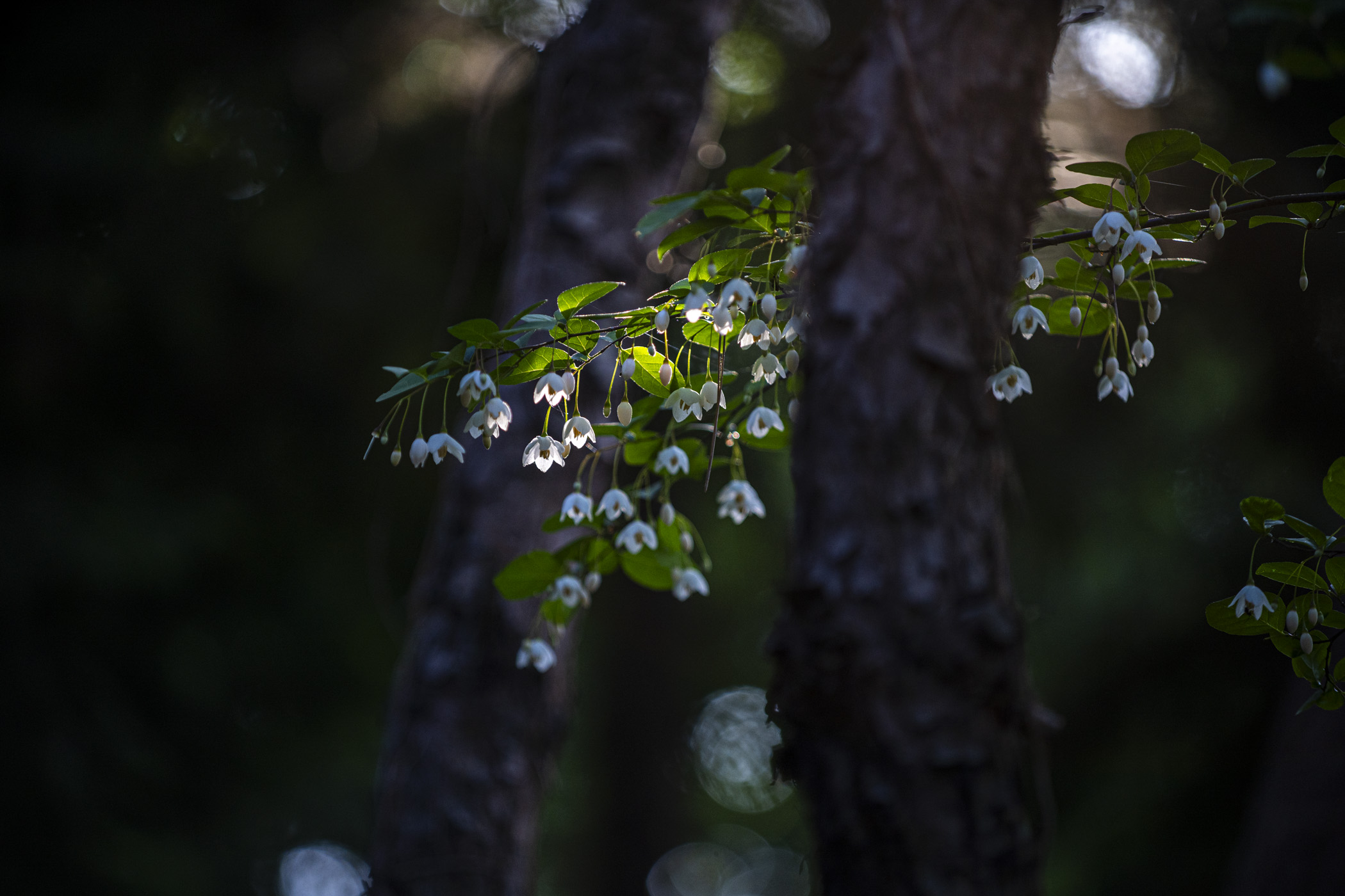 DSC00520raw.jpg