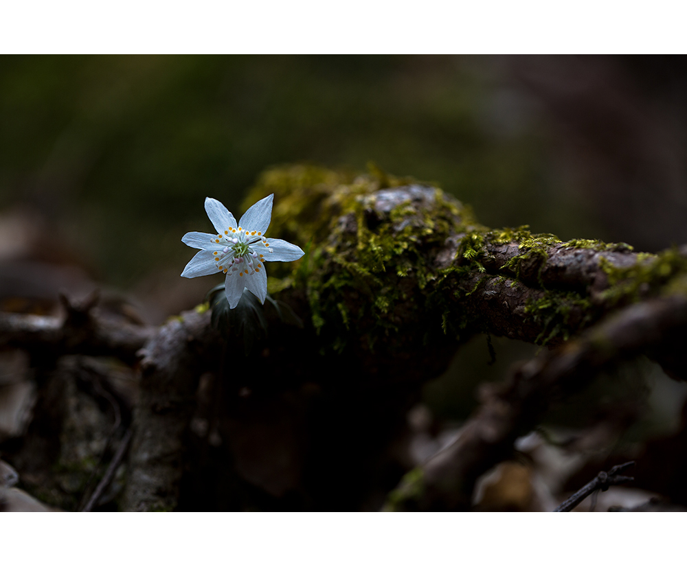 _63A4419-12.jpg