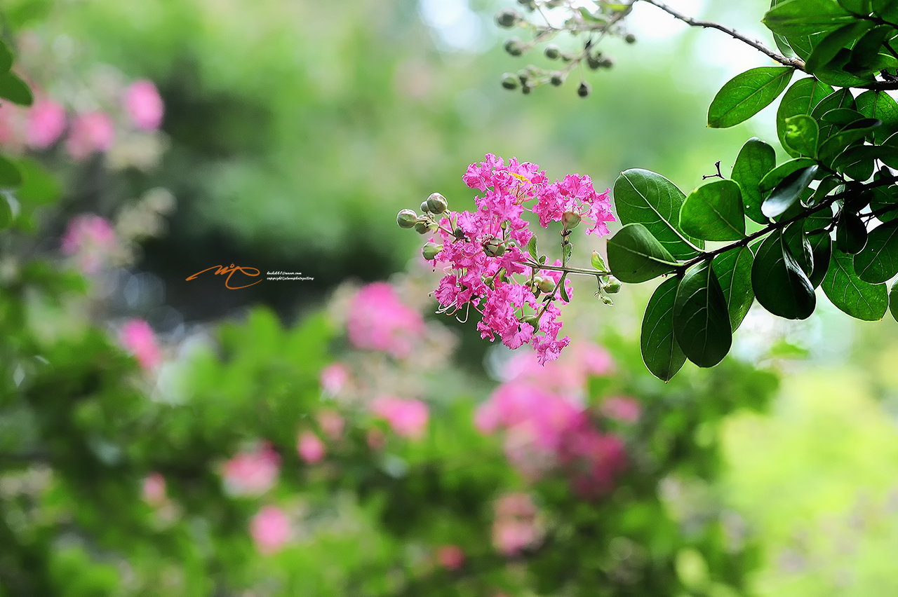 _SMJ6298_00001-3.jpg