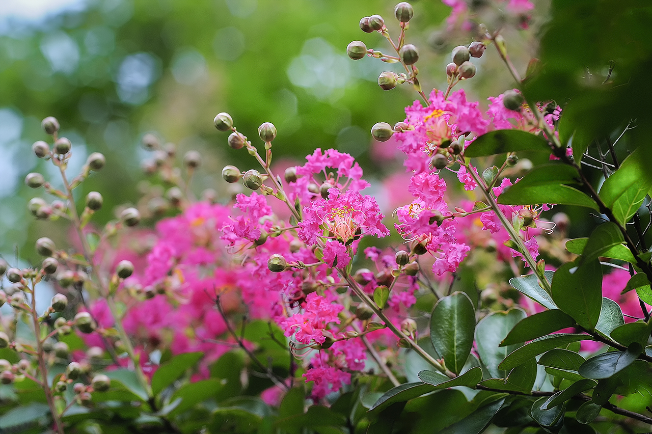 _SMJ6294_00001-2.jpg