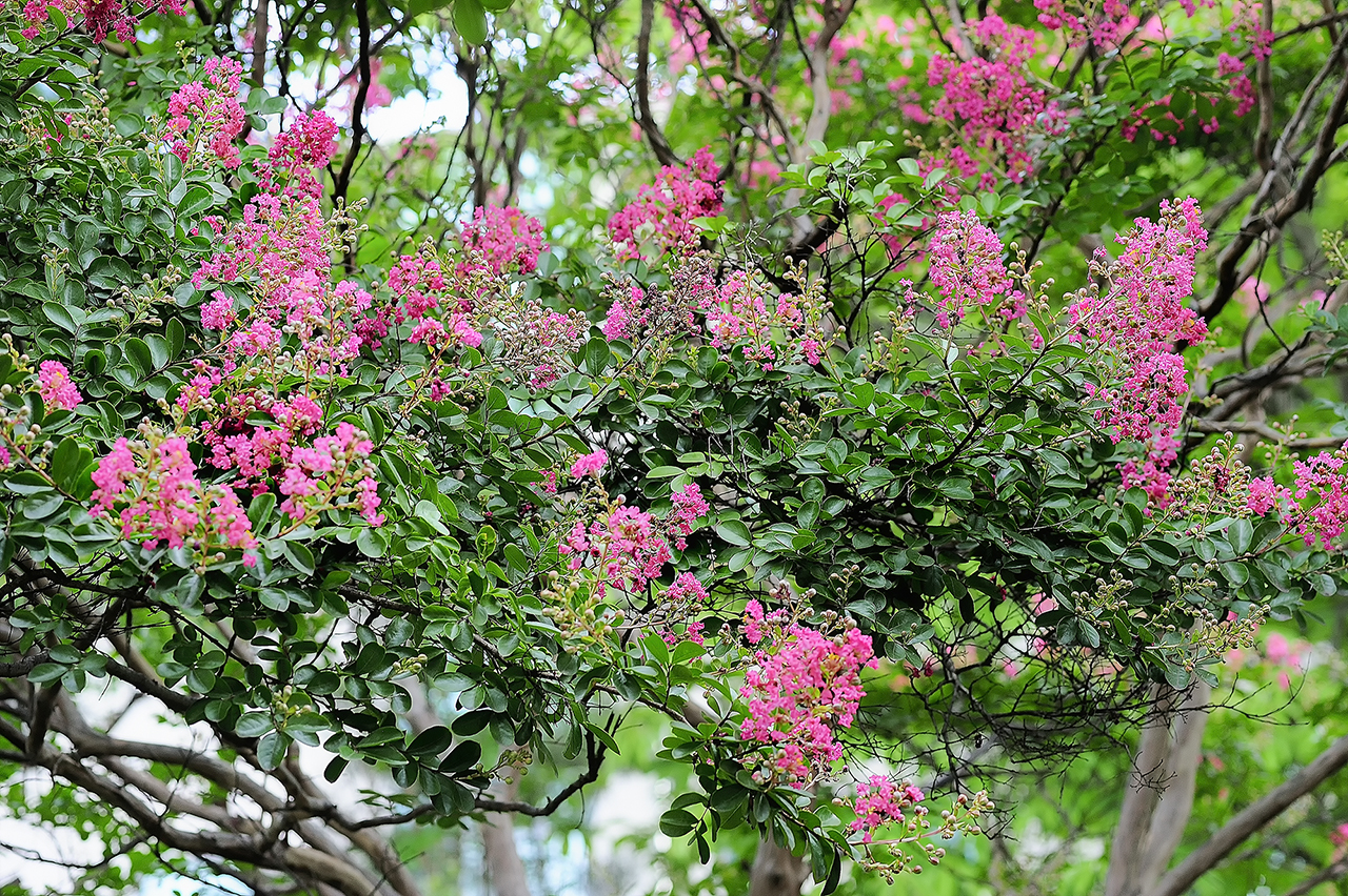 _SMJ6300_00001-2.jpg