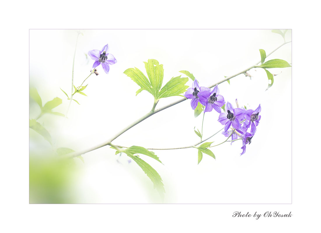 BL1A6974 복사2 복사.jpg