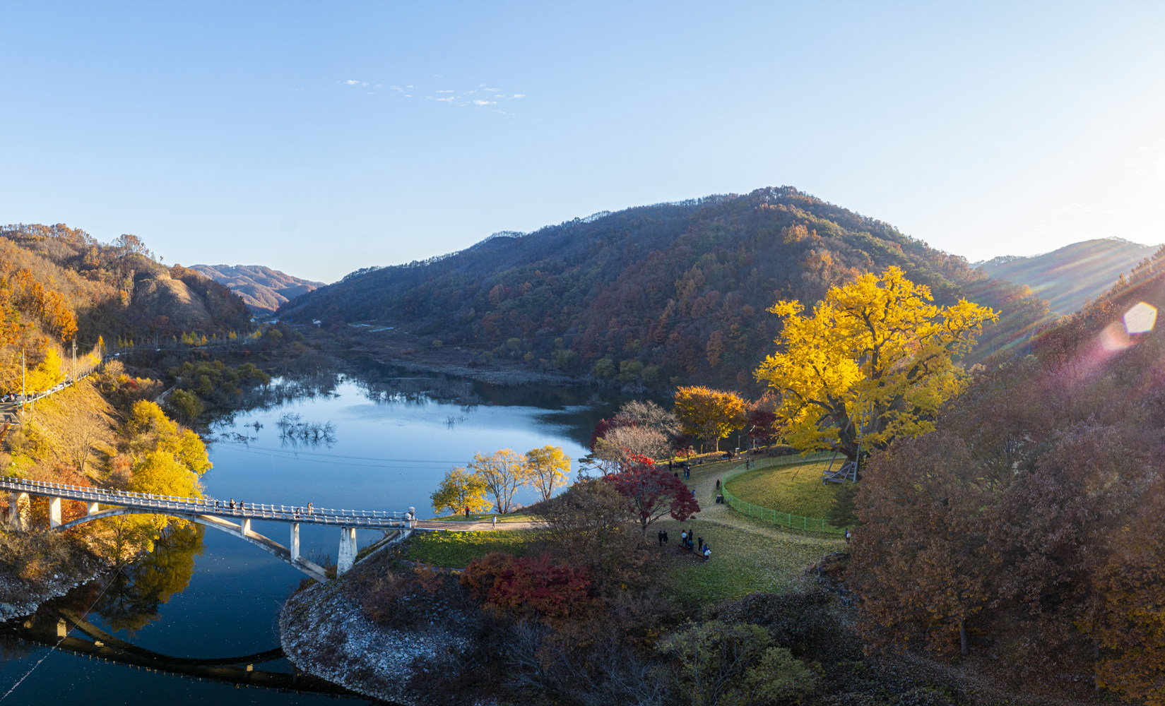 용계리은행나무 07.jpg