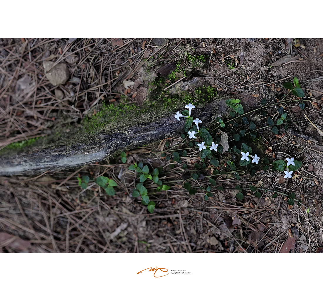 _SMJ8175_00001-3.jpg