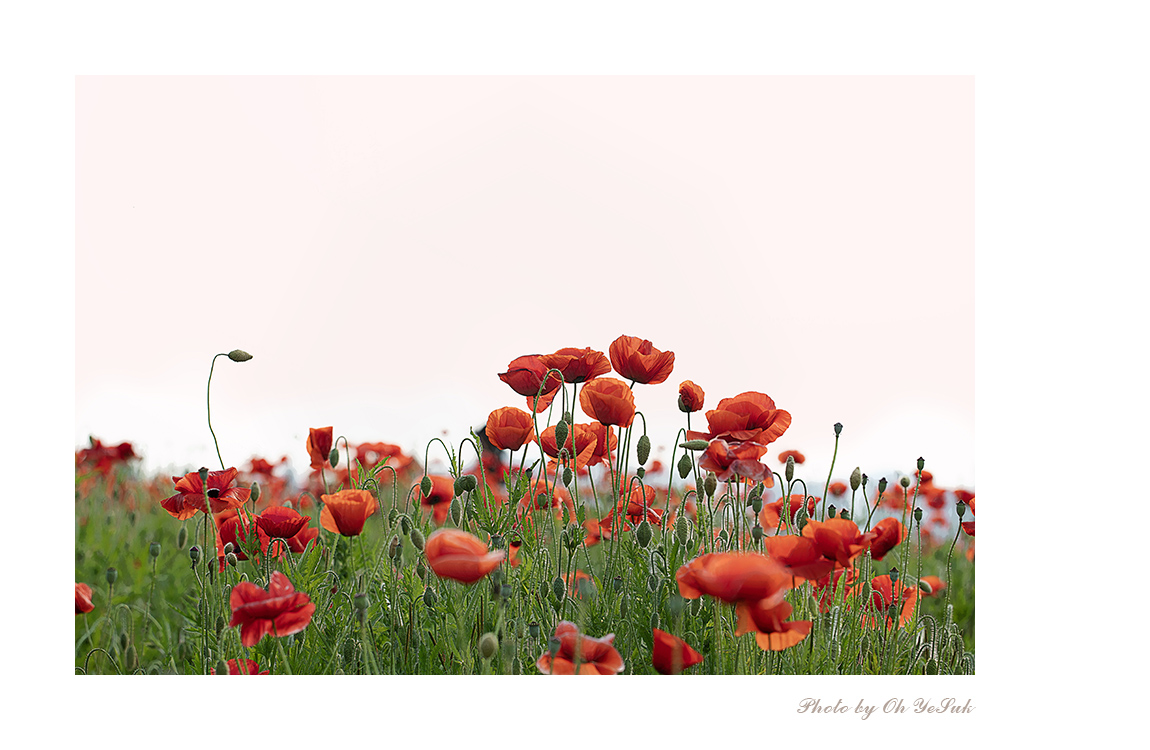 BL1A2052 복사7-1 복사.jpg