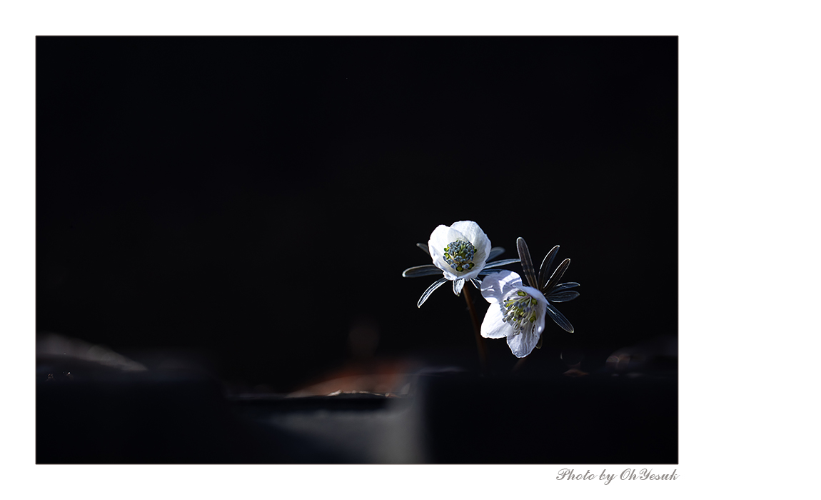 BL1A4829-4 복사 사본.jpg