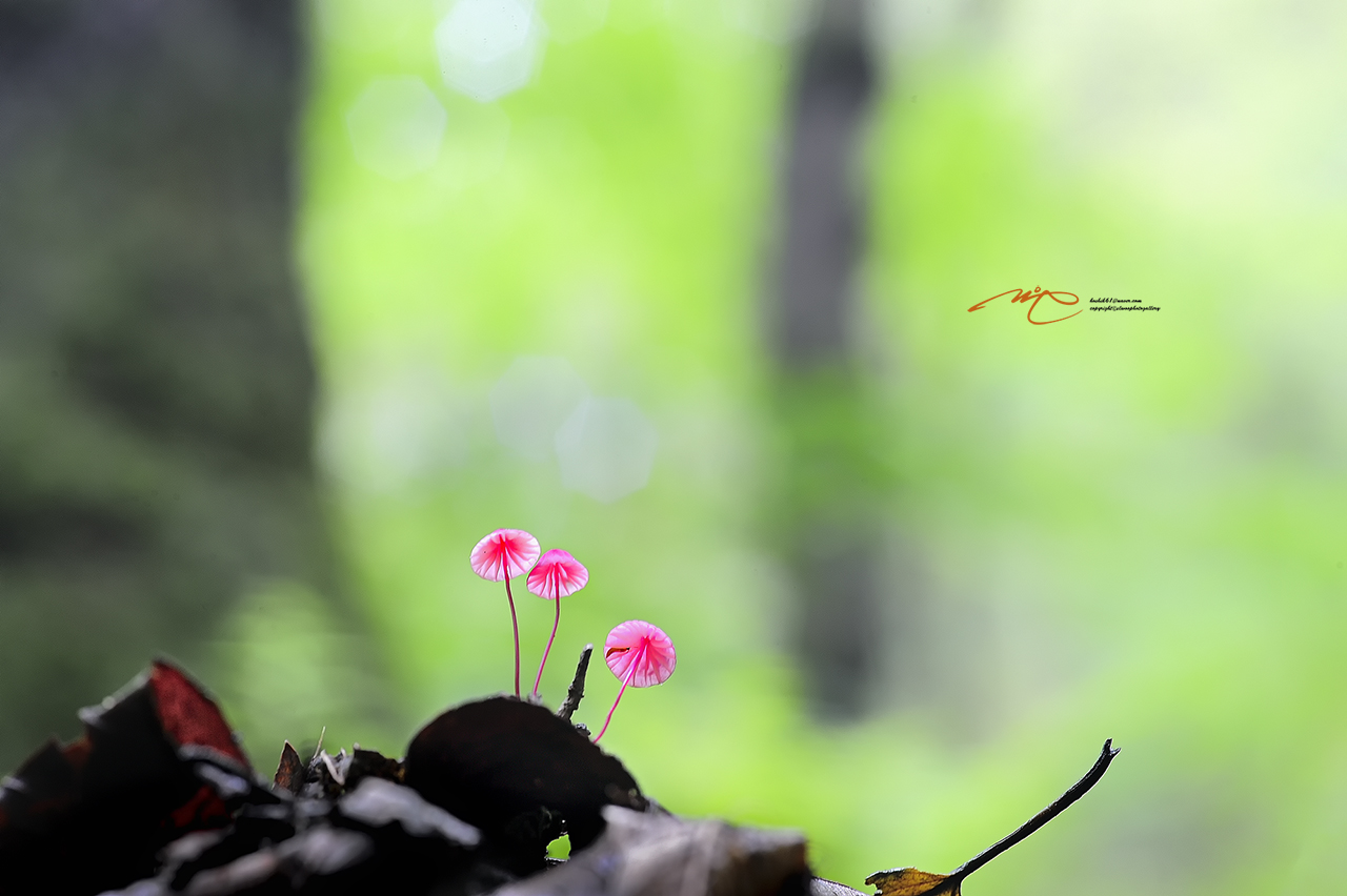 _SMJ2421_00001-3.jpg
