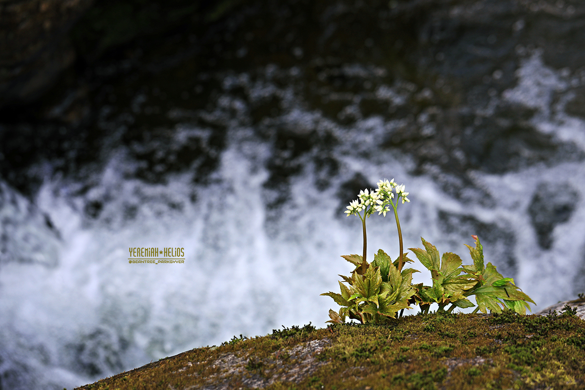 beantree250406_9395(YH)1200.jpg