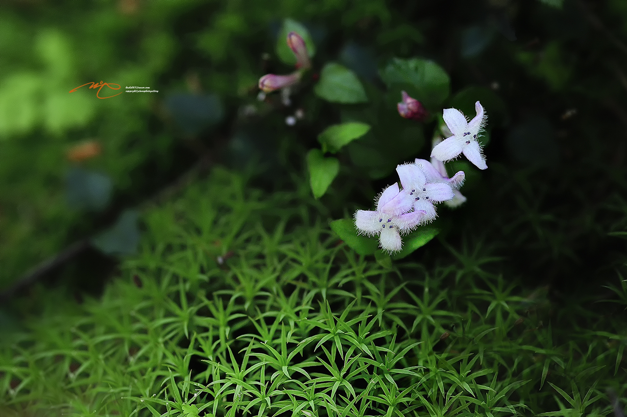 _SMJ8444_00001-3.jpg