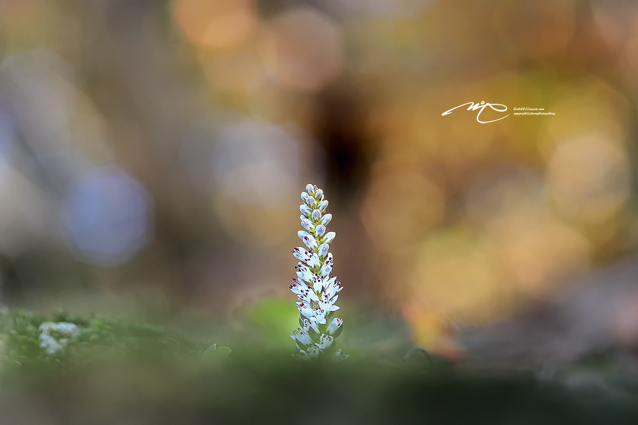 _SMJ7722_00001-3.jpg