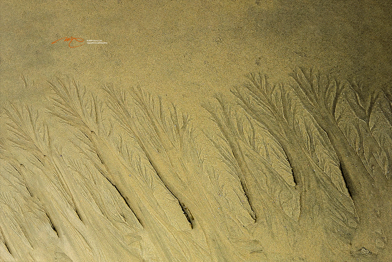 _SMJ9987_00001-3.jpg