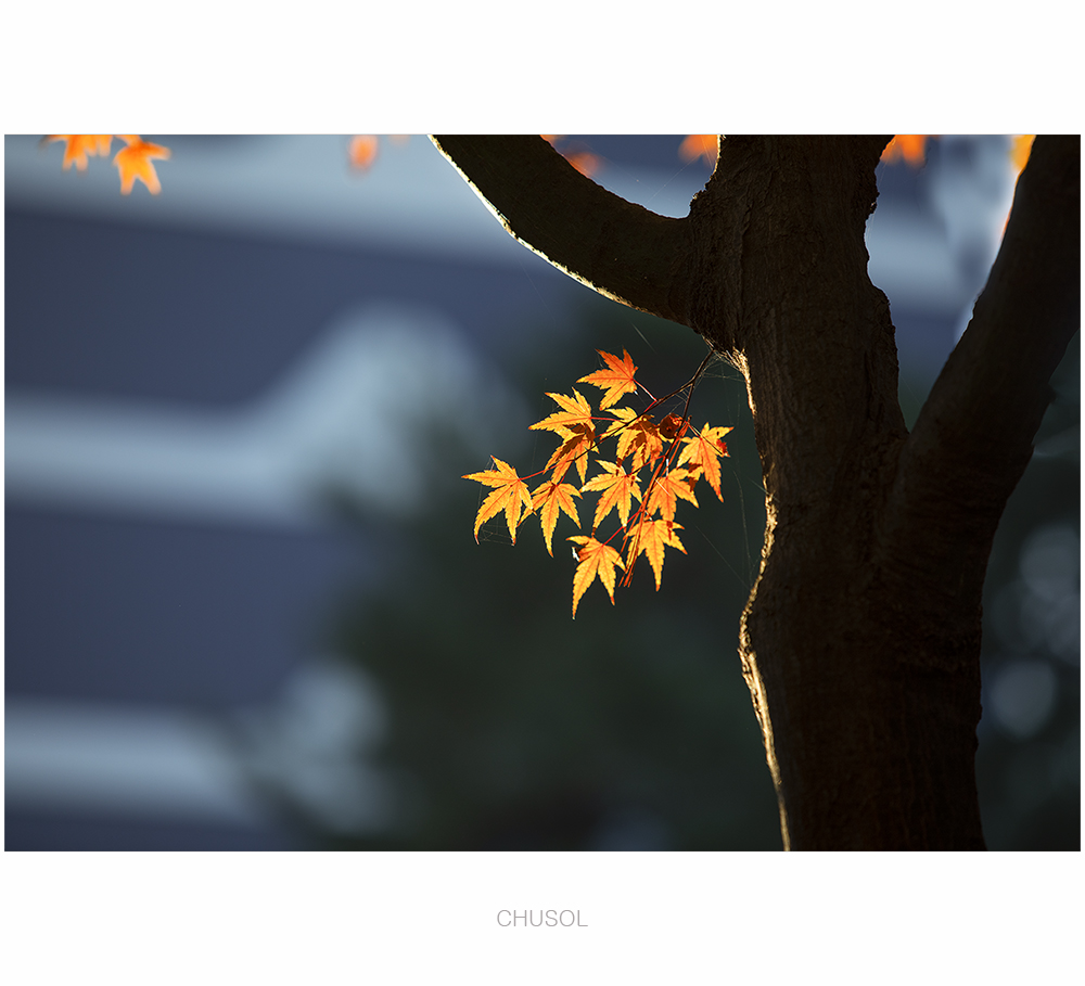 _D3A9653.jpg
