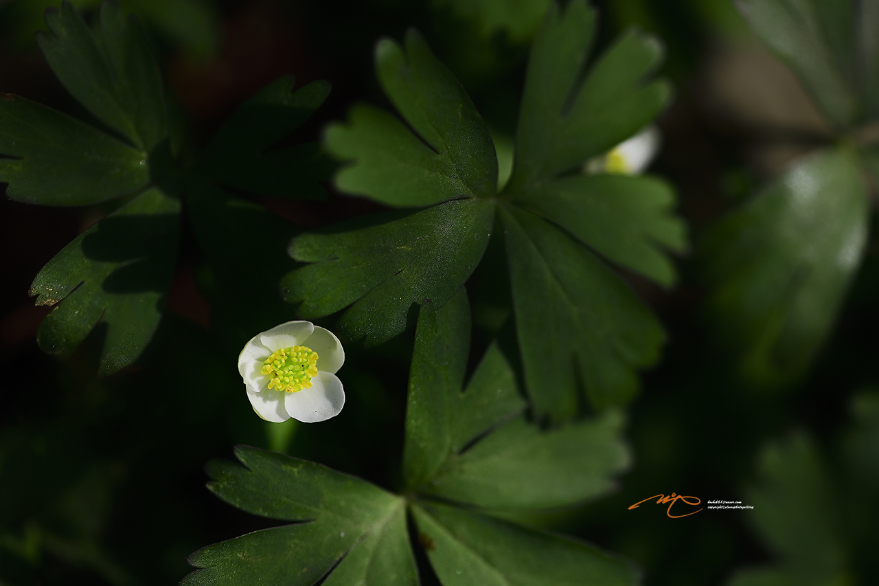_DSC6729_00001-2.jpg