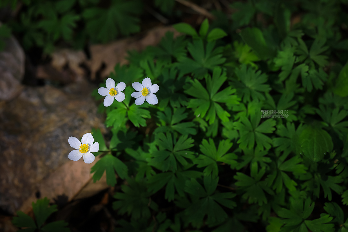 beantree260418_9944(YH)1200.jpg