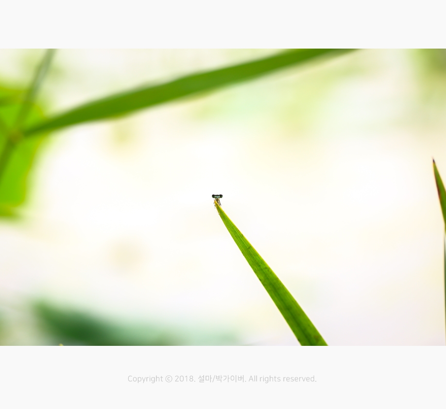 beantreeparkgyver_20180610_4987_fj_.jpg