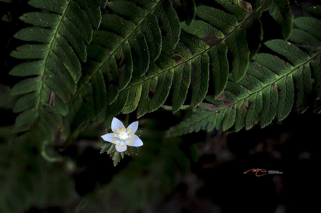 _SMJ9400_00001-2.jpg