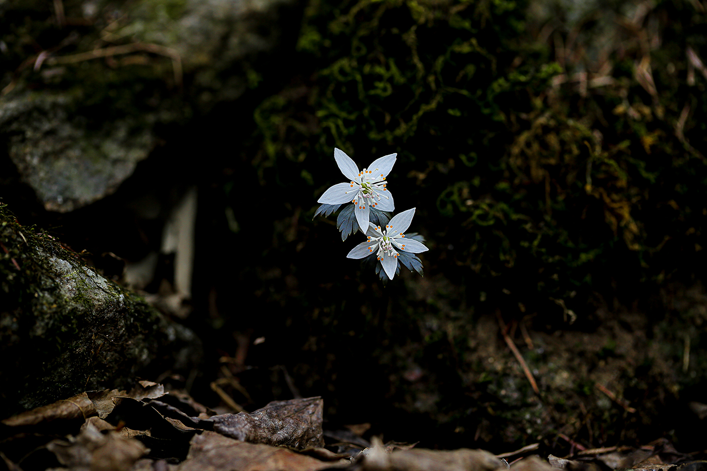 D55A0184-2.jpg