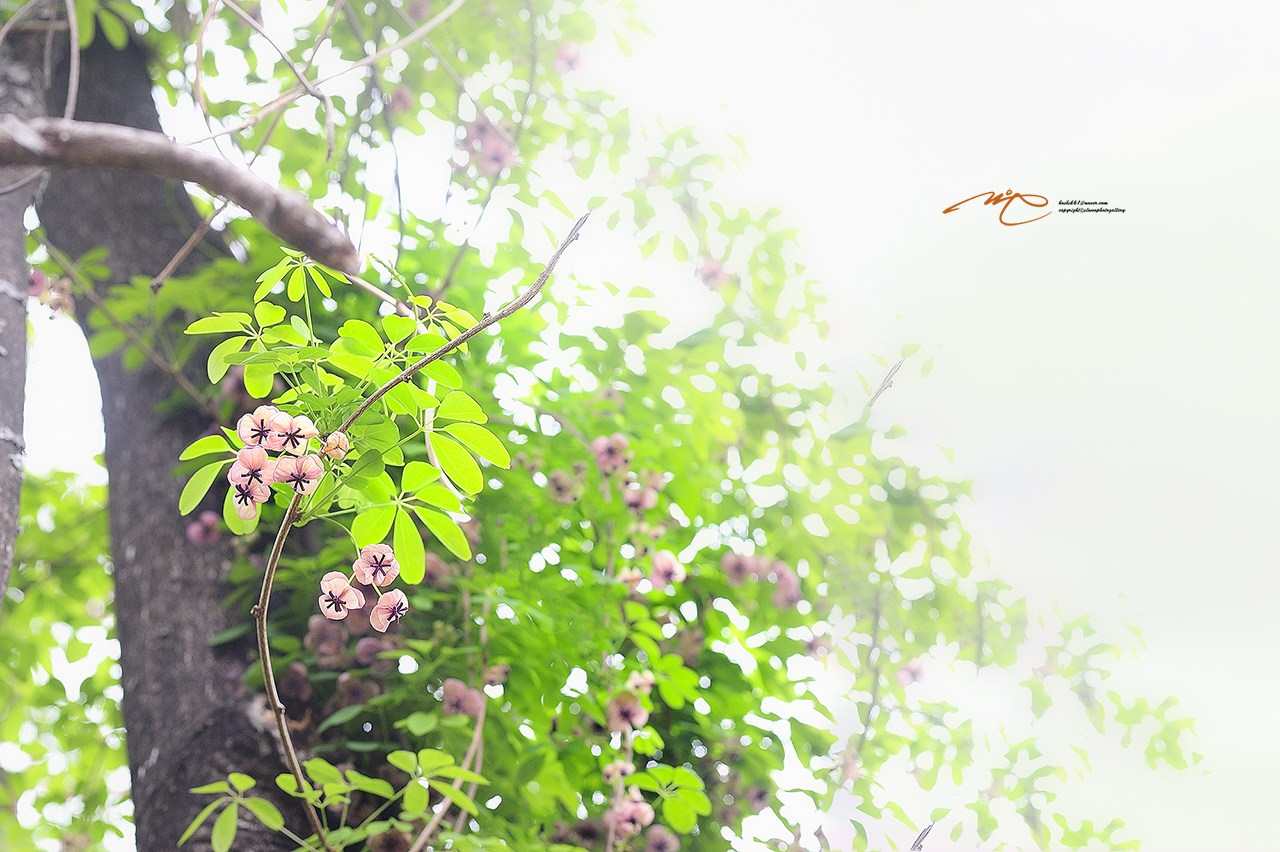 _SMJ2746_00001-3.jpg